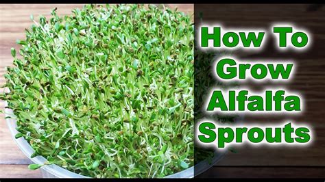 how long are alfalfa sprouts good for